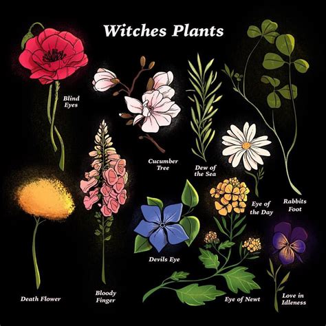 Witch flower plant